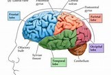 B2ap3 Large Brain